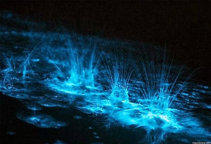 Luminous Lagoon boat tour in Falmouth Jamaica